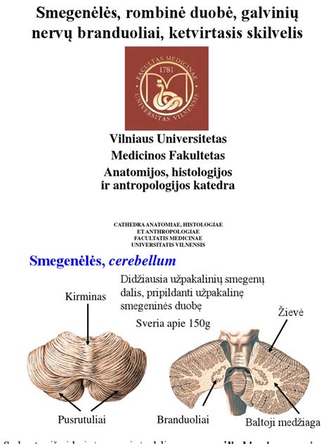 Hidrocefalijos schema smegenyse