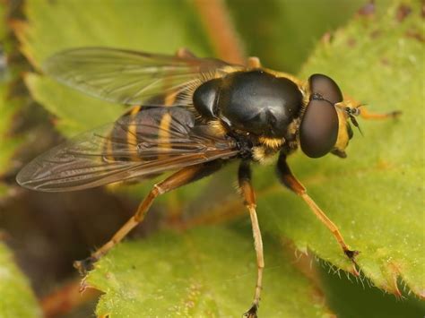 vabzdžių įvairovė gamtoje