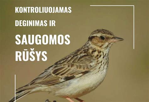 Lietuvos saugomų gyvūnų iliustracija