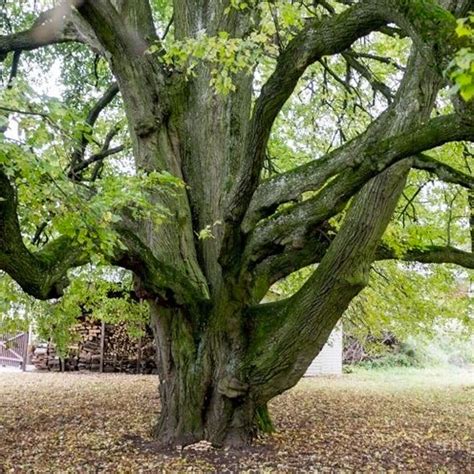 Giminės medžio simbolika ir kartų tęstinumas
