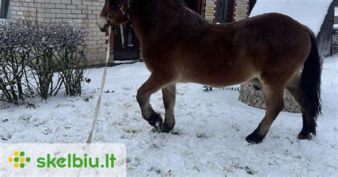 Vaikai glosto arklius žirgyne