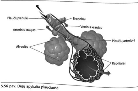 Plaučių vystymosi etapai ir surfaktanto vaidmuo alveolėse