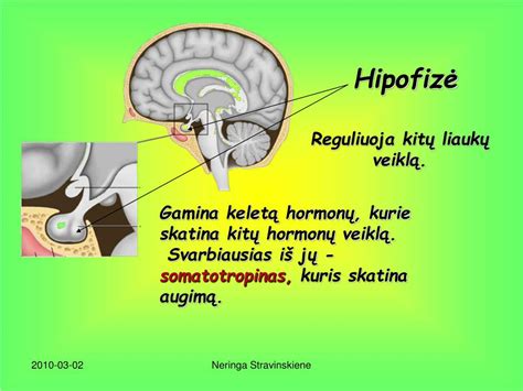 Skydliaukės ir hipofizės diagrama