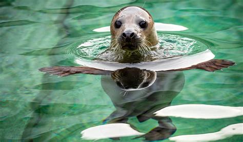 Pilkieji Baltijos ruoniai ir jaunikliai