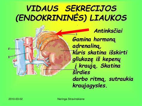 Schematinis prakaito liaukų išsidėstymas žmogaus odoje