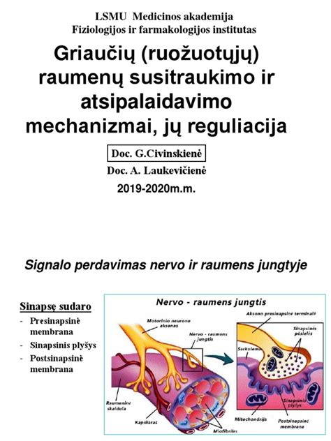 oksitocino mechanizmas gimdos susitraukimo procese