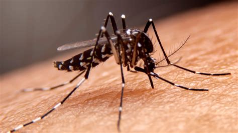 Aedes rūšies uodas, pagrindinis Zikos viruso platintojas