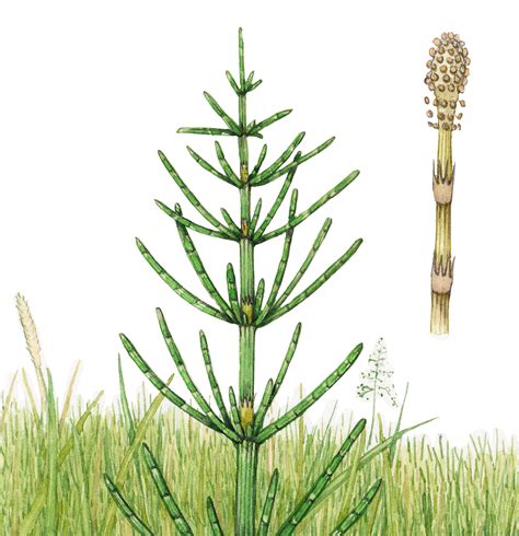 Dirvinio asiūklio (Equisetum arvense) iliustracija gamtoje
